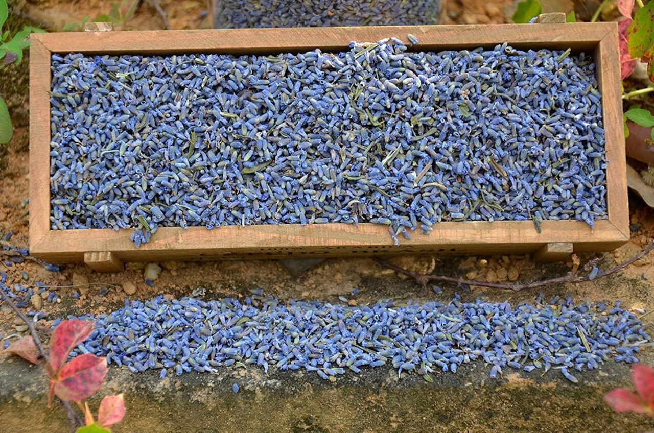 1 Lbs French Dried Lavender Buds - Lavandula Dentata, 16 oz Value Pack - Highland Lavender Flower Buds for Culinary, DIY Projects, and Aromatherapy, LV-U-3